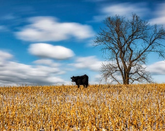 Cow in Cornfield, Rural Barn, Farm Scene, Midwest Corn, Farm Decor, Digital Download, Printable Wall Art, Instant Photo Download