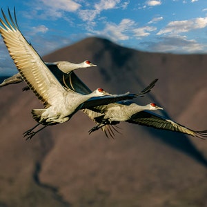 Sandhillkranar, Bosque del Apache, fåglar i flykt, fåglar från New Mexico, digital nedladdning, utskrivbar väggkonst, omedelbar fotonedladdning