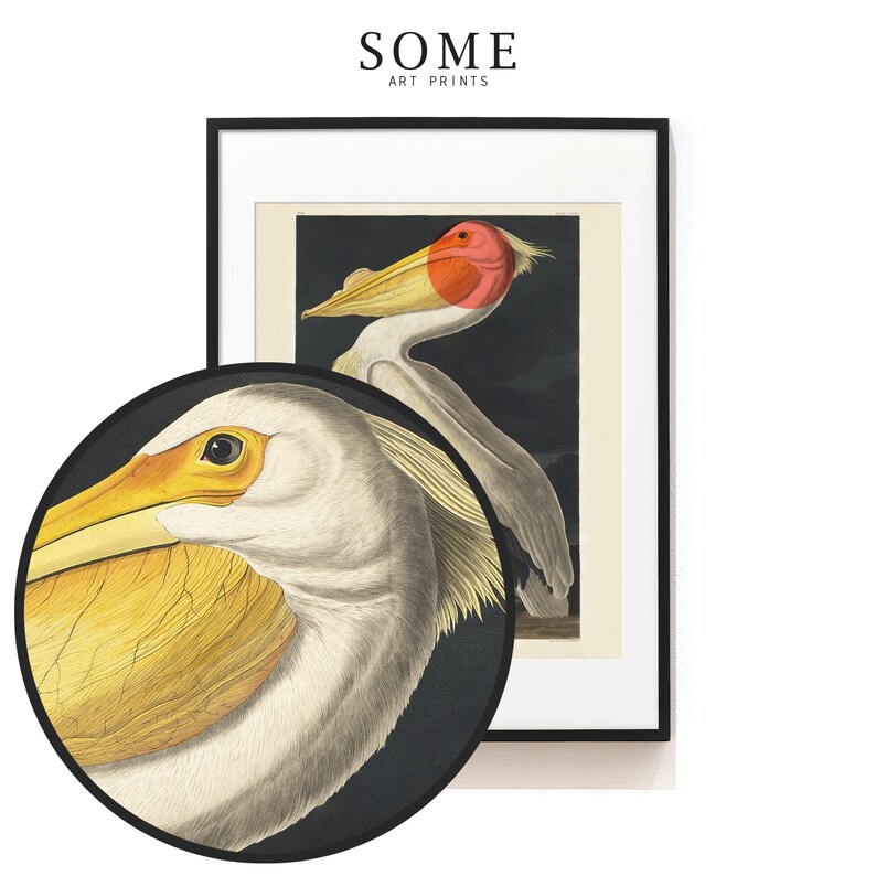 Vintage Audubon American Pelican . Bird Print . Pelican Poster . Beach ...