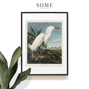 Vintage Bird Print . Snowy Heron Print . Audubon Bird Print . White Egret Bird Poster . Audubon Birds of America . Heron Art . SAP-AA0237