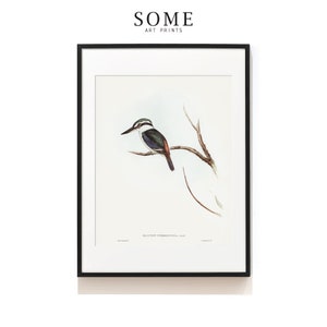 Kingfisher Print . Red-backed Halcyon Print . Antique Bird Art . Vintage Bird Print . Audubon Bird Print . Beach House Art . SAP-AA0107