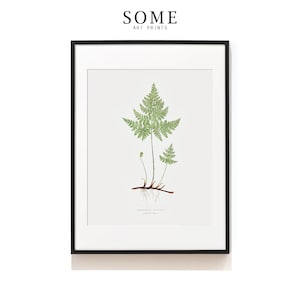 Vintage Fern Print . Woodland Print . Botanical Print . Fern Illustration . Fern Poster . Fern Giclée . Cystopteris Montana . SAP-AA0134