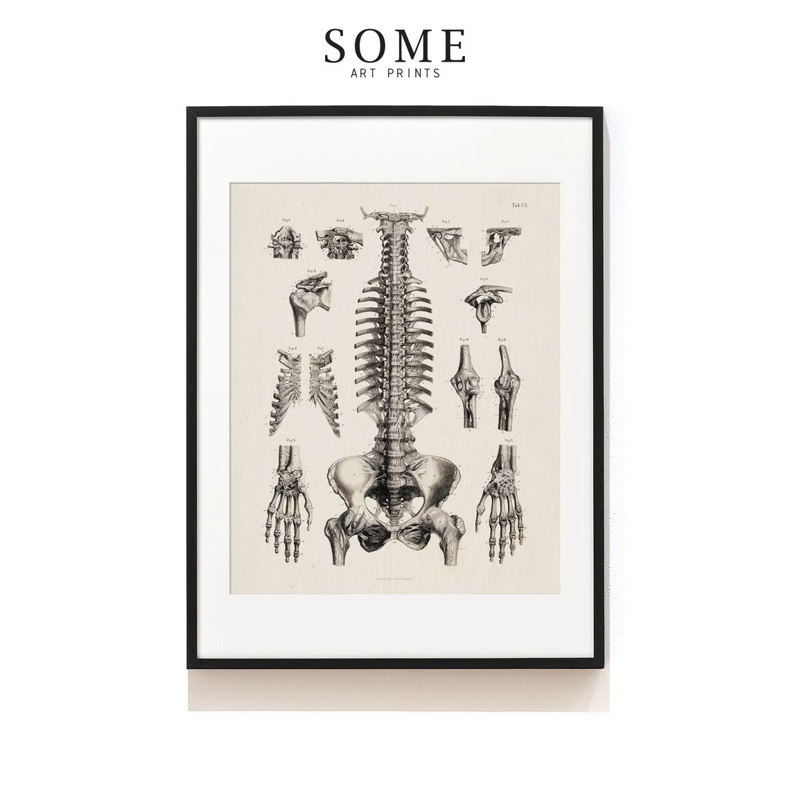 Human Skeleton Art Print . Anatomy Print . Vintage Anatomy - Etsy