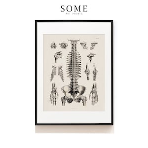 Human Skeleton Art Print . Anatomy Print . Vintage Anatomy Illustration . Medical Science Print . Human Anatomical Skeleton Art . SAP-AA0040