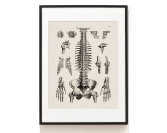 Human Skeleton Art Print . Anatomy Print . Vintage Anatomy Illustration . Medical Science Print . Human Anatomical Skeleton Art . SAP-AA0040