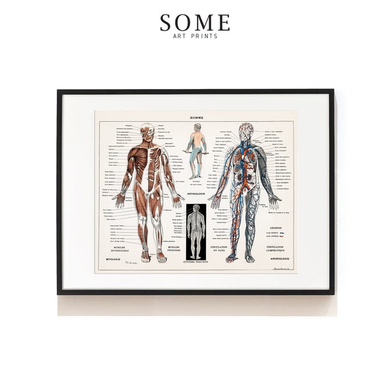 Vintage Human Anatomy Art Print . Arthrology Medical Art . | Etsy