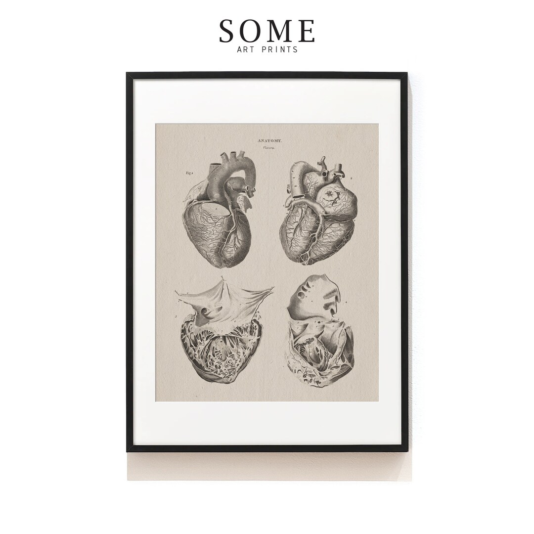Human Heart Print . Anatomy Wall Art . Cardiothoracic Surgeon Gift ...