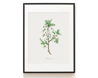 White Botanical  Art Print . Plum Flower Art Print . Botanical Wall Art . Botanical Illustration . Antique Flower Art Print . SAP-AA0097