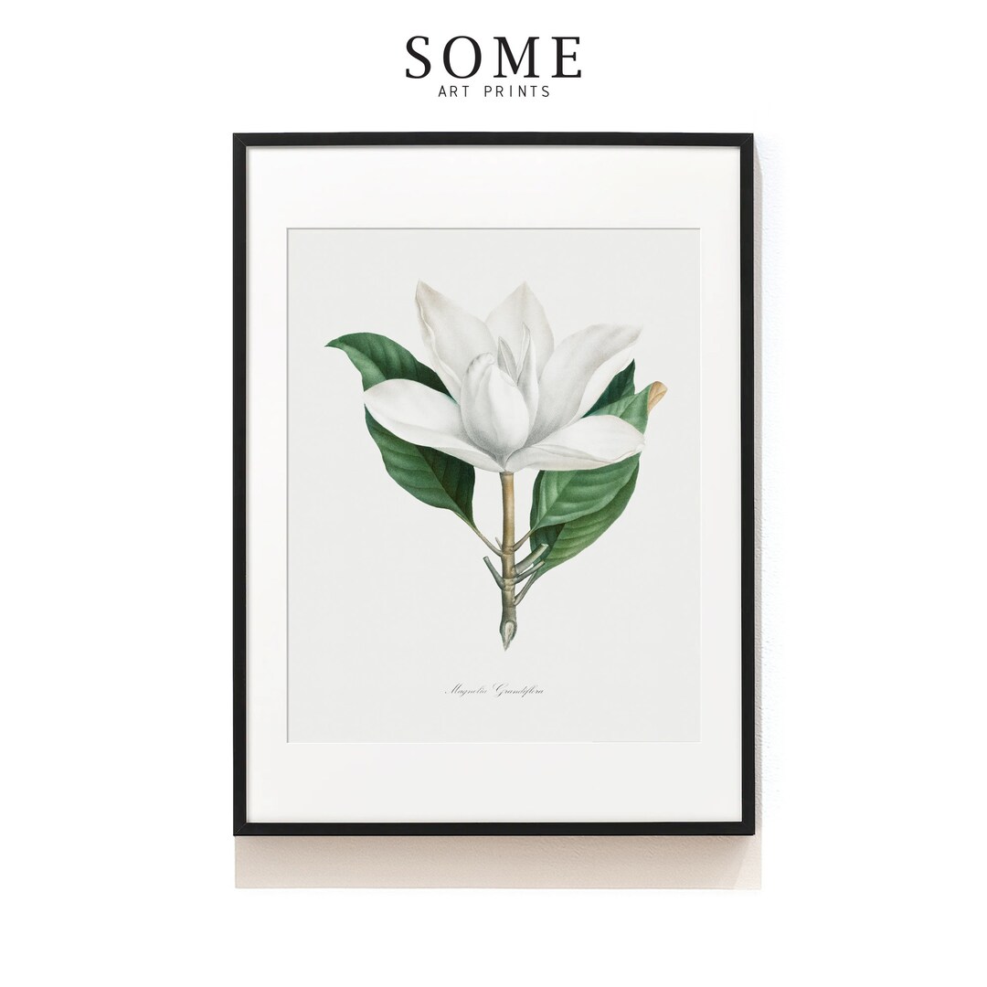 White Magnolia Print . Botanical Art Print . Vintage Flower Poster ...
