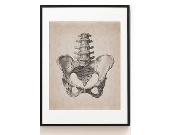 Pelvic Bone Art Print . Anatomical Print . Vintage Anatomy Art . Medical Science Print . Human Skeleton Art . Orthopedist Gift . SAP-AA0048