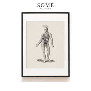 Lymphatic Vascular System Art Print . Anatomy Print . Hematologist Gift . Oncologist Gift . Lymph Node . SAP-AA0063