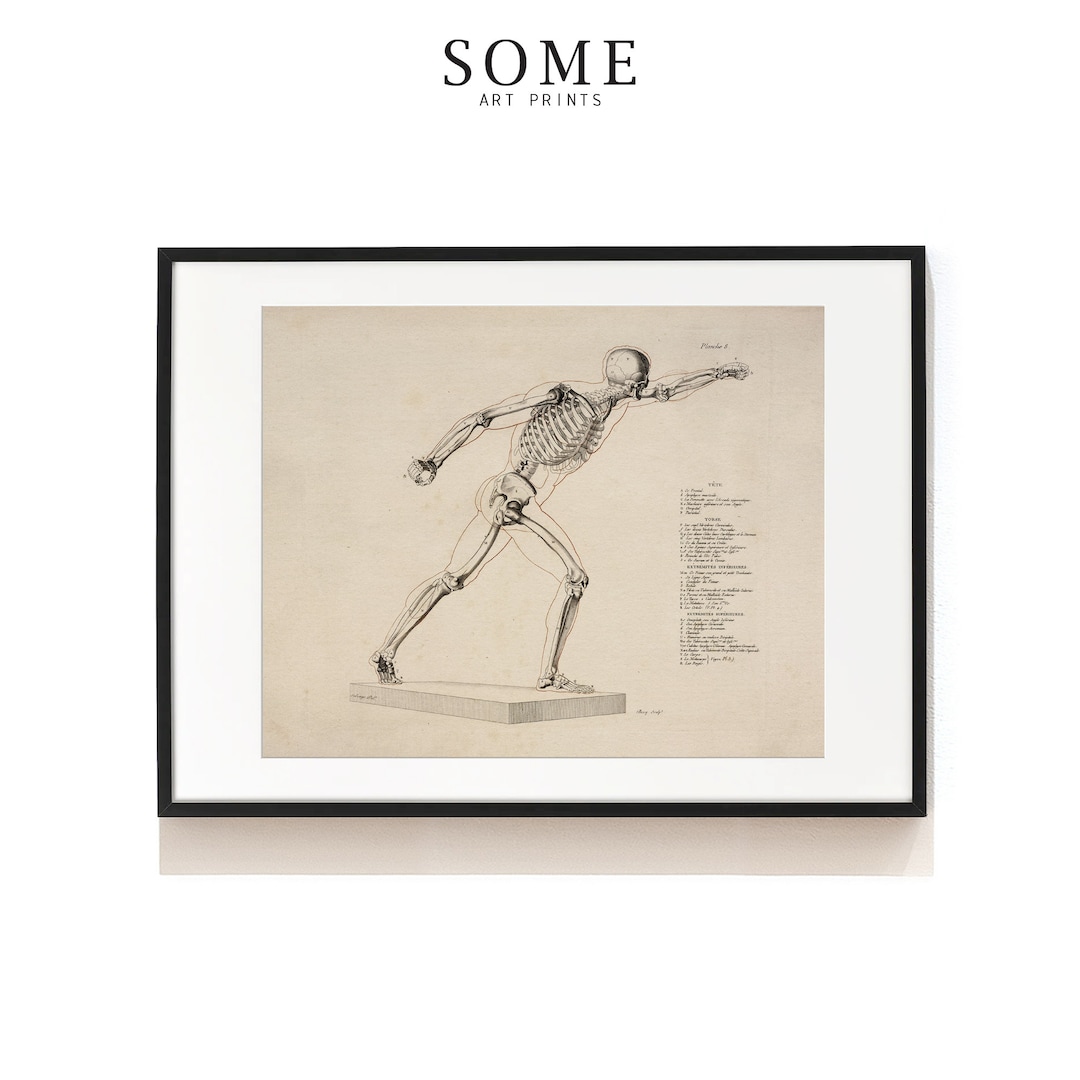 Human Skeleton Print . Anatomy Wall Decor . Skeleton Illustration ...