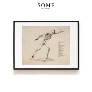 Human Skeleton Print . Anatomy Wall Decor . Skeleton Illustration . Medical Science Print . Human Anatomical Skeleton Art Print . SAP-AA0044