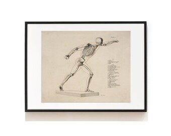 Human Skeleton Print . Anatomy Wall Decor . Skeleton Illustration . Medical Science Print . Human Anatomical Skeleton Art Print . SAP-AA0044