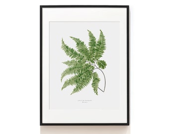 Vintage Farn Druck. Wald Kunstdruck . Botanischer Kunstdruck . Botanische Illustration. Farn Poster. SAP-AA0130