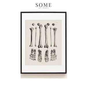 Foot Bones Anatomy Art Print . Leg & Foot Skeleton Illustration . Medical Print . Chiropractor Gift .  Podiatrists Gift . SAP-AA0057