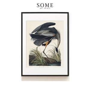 Arte de aves vintage. Gran impresión de garza azul. Impresión de pájaros Audubon. Regalos para los amantes de las aves. Impresión de arte de garza. John James Audubon. SAP-AA0233