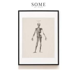 Myology Art Print . Human Muscles Anatomy Print . Muscular System Illustration . Myology Poster . Rheumatologist Gift . SAP-AA0064