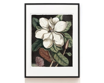 Vintage Magnolia Print . Botanical Magnolia Art Print . Antique Flower Print . Laurel Tree Illustration . Botanical Giclée . SAP-AA0115