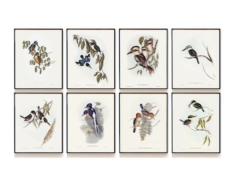 Audubon Bird Print Set of 6 . Vintage Bird Art Prints . Bird Lover Gift ...