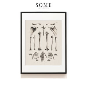 Hand Bones Anatomy Art Print . Arm Skeleton Illustration . Medical Print . Chiropractor Gift .  Orthopedic Surgeons . SAP-AA0058