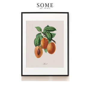 Estampa de frutas. Arte vintage. Impressão de arte botânica. Arte na parede da cozinha. Impressões de arte de fazenda. Impressão de arte de restaurante. SAP-AA0012 - Damasco