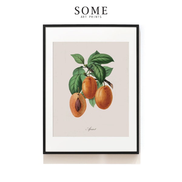 Fruit Print . Vintage Artwork . Botanical Art Print . Kitchen Wall Art . Farmhouse Art Prints . Restaurant Art Print . SAP-AA0012 - Apricot