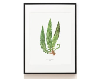 Vintage Fern Art Print . Woodland Fern Print . Botanical Print . Botanical Illustration . Fern Poster . Fern Giclée . Aspidium . SAP-AA0131