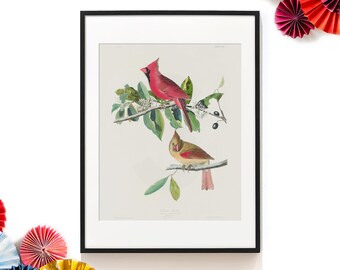 Art des oiseaux . Imprimé Cardinal Rouge . Affiche d’oiseau . Audubon Bird Prints . Maison de plage Décor . Impression Cardinal . Cadeau pour maman . SAP-AA0250