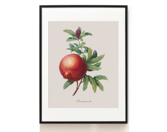 Pomegranate Art Print . Vintage Decor . Botanical Print . Kitchen Wall Decor . Farmhouse Art Print . Restaurant Art Print . SAP-AA0015