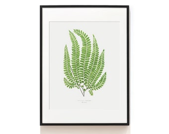 Vintage Farn Druck. Waldfarn Kunstdruck . Botanischer Druck. Botanische Illustration. Farn Poster. Farn Giclée . Aspidium . SAP-AA0132