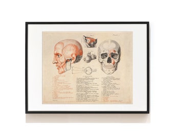Czaszka Print . Anatomia człowieka Sztuka . Ilustracja czaszki człowieka w stylu vintage . Mięśnie głowy . Prezent dla chirurga głowy . Oko Głowa i czaszka . SAP-AA0051