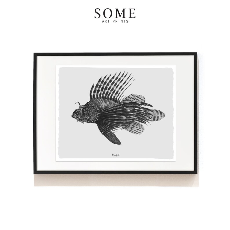 May include: Black and white illustration of a lionfish with intricate details. The fish is depicted swimming with its fins spread out. The image is framed in a black frame and has a light gray background.