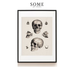 Skull Print . Human Anatomy Art . Vintage Human Skull Illustration . Neurologist Gift . Head Surgeon Gift . Dentist Gift . SAP-AA0062