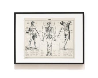 Vintage Human Anatomy Print .  Antique Illustration . Arthrology Medical Art . Human Muscle Anatomy Poster . Anatomist Gift . SAP-AA0155