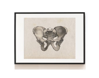 Pelvic Bone Wall Art Decor . Anatomical Art Print . Vintage Anatomy Illustration . Medical Science Print . Human Skeleton Art . SAP-AA0060