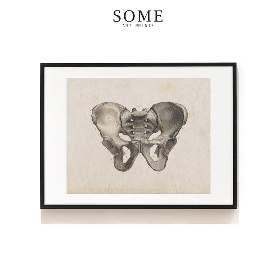 Vintage Anatomical Prints Pelvis Vintage Poster Educational Poster Skeleton Illustration #643 Illustration Print