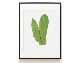 Impresión de hoja grande. Vintage Fern Art Print. Impresión de helechos forestales. Grabado botánico . Ilustración botánica. Cartel de helecho . SAP-AA0135
