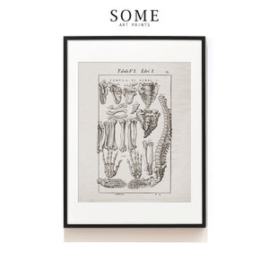 Antique Spine Art Print . Spinal Anatomy Print . Vintage Anatomy Illustration . Medical Science Print . Hands & Feet Bone Print . SAP-AA0036
