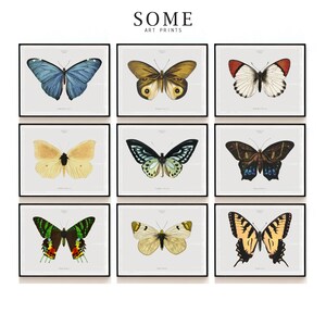Butterfly Print SET of 9 . Insect Art Prints . Papillon Butterfly Print . Antique Butterfly . Scientific Illustration SAP-DS9-0001