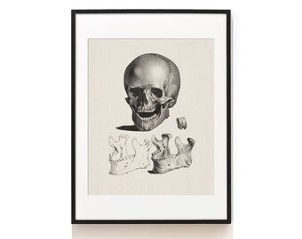 Czaszka Sztuka Wydruku . Sztuka Anatomii Człowieka . Ilustracja Czaszki Ludzkiej z Zębami . Prezent Neurologa . Prezent Głownego Chirurga . Prezent Dentysty . SAP-AA0065