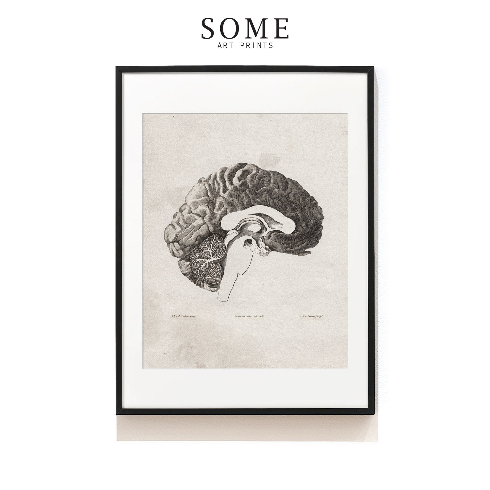 Human Brain Art Print . Neurologist Gift . Human Brain Anatomy ...