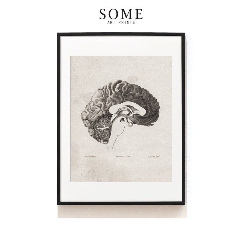Human Brain Art Print . Neurologist Gift . Human Brain Anatomy ...
