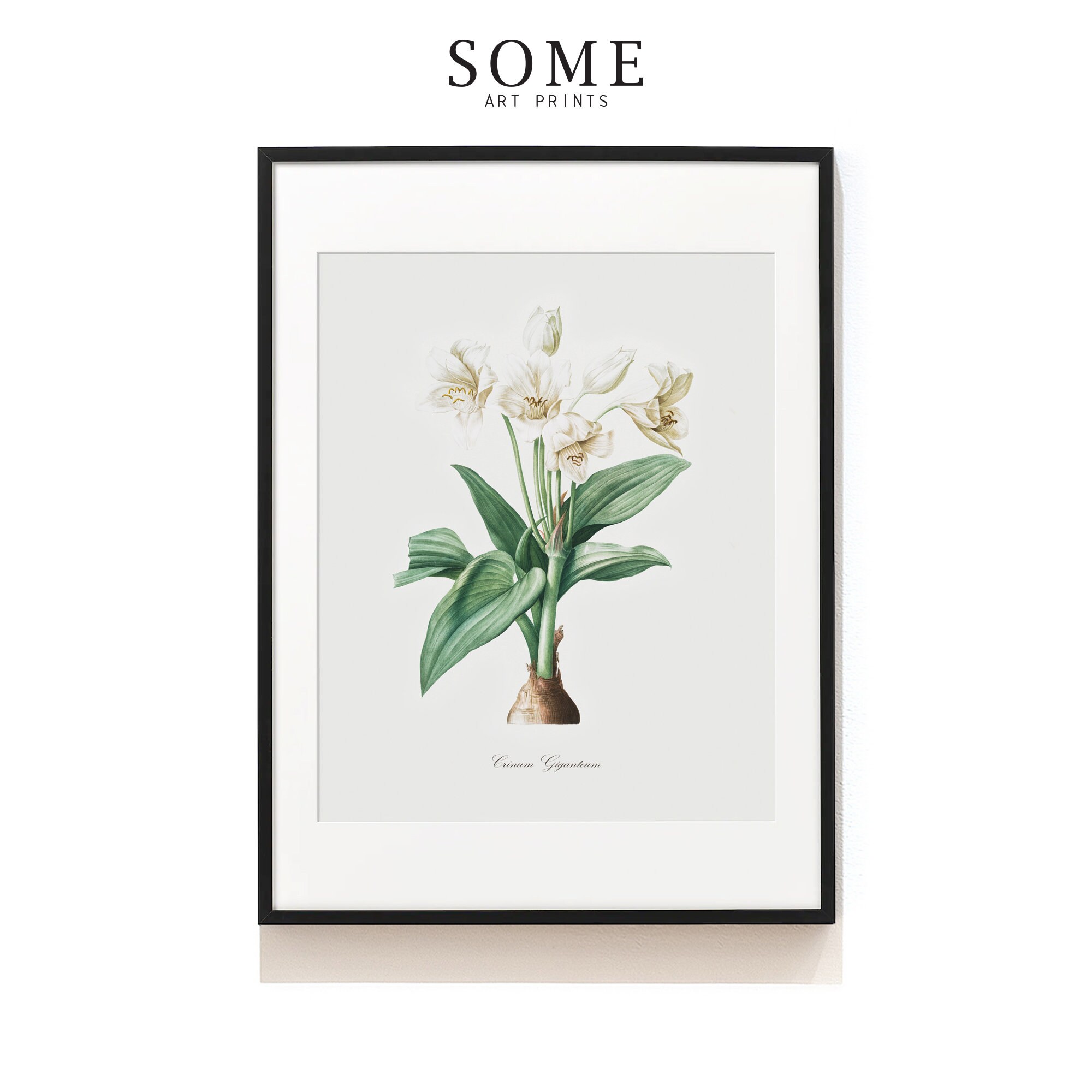 White Botanical Print Set of 6 . Antique Botanical Prints . Botanical ...
