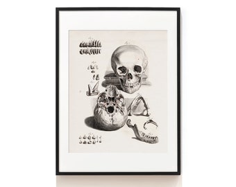Odcisk czaszki. Sztuka anatomii człowieka. Ilustracja starej ludzkiej czaszki. Odcisk zębów. Halloween. Prezent dla chirurga naczelnego. Prezent dla dentysty. SAP-AA0037