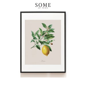 Lemon Print . Vintage Art . Kitchen Artwork . Botanical Print . Kitchen Wall Decor . Home Decor . Farmhouse Prints . SAP-AA0008-Lemon