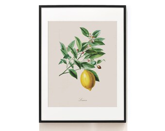 Lemon Print . Vintage Art . Kitchen Artwork . Botanical Print . Kitchen Wall Decor . Home Decor . Farmhouse Prints . SAP-AA0008-Lemon