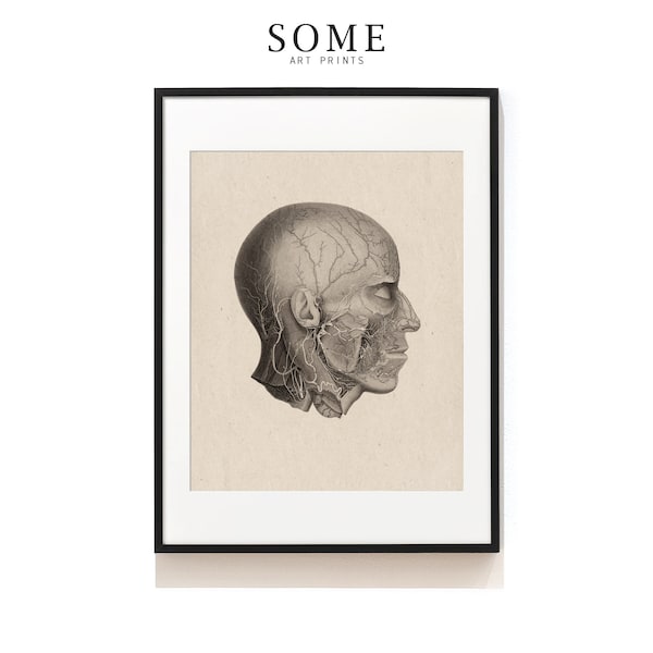 Human Skull Art Print . Head Blood Vessels Art Print . Human Anatomy . Vintage Human Head Illustration . Head Surgeon Gift . SAP-AA0047