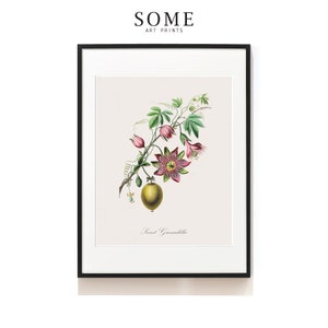 Kitchen Wall Decor . Fruit Art Print . Botanical Print . Farmhouse Artwork . Commercial Art Print . Vintage Decor . SAP-AA0018- Granadilla