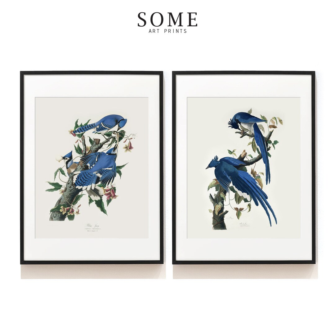 Jay R Prints Audubon Jay Birds Print Set of 2 . Vintage Blue Bird Art Prints . Bird ...